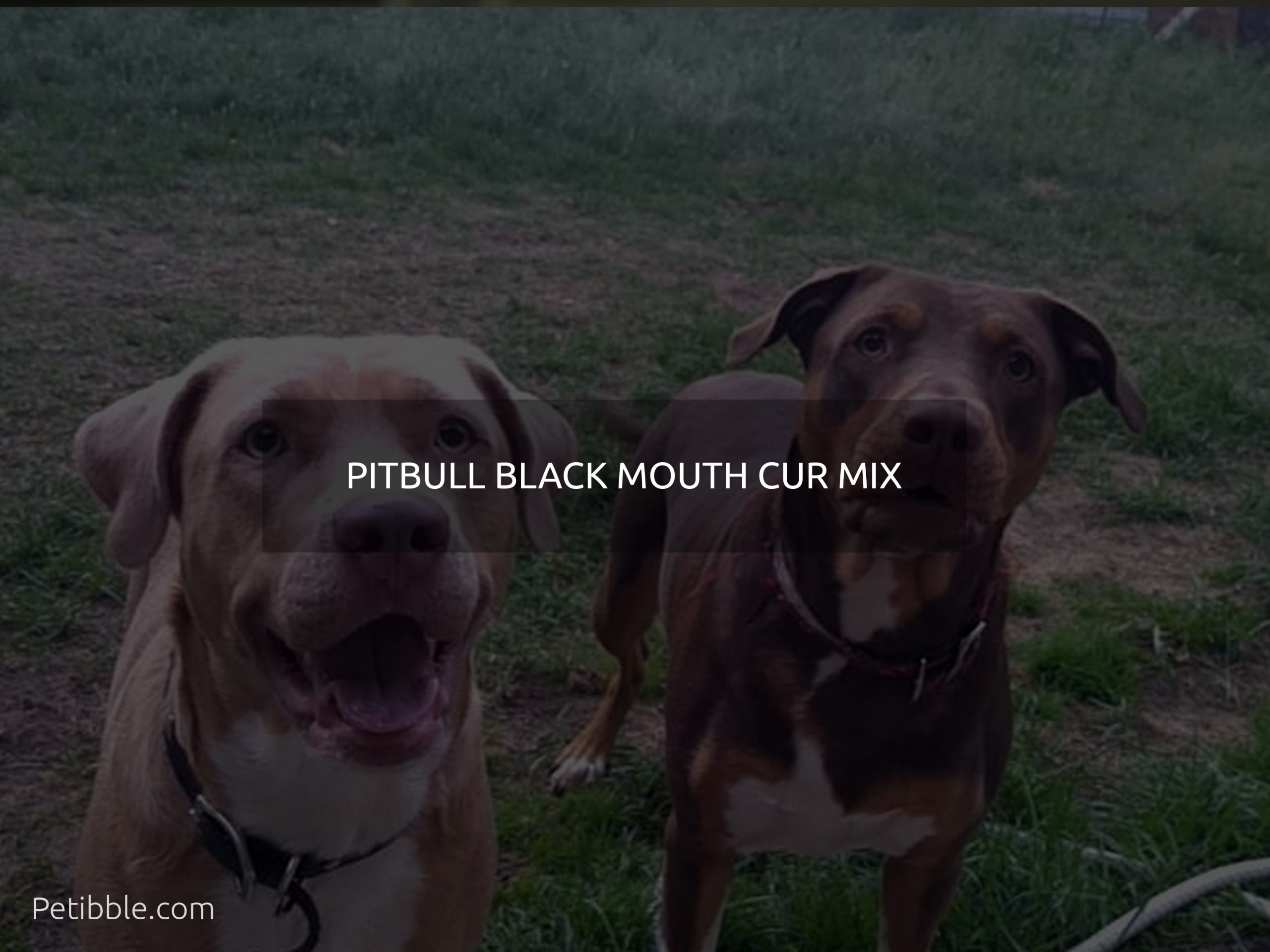 Pitbull black mouth cur mix
