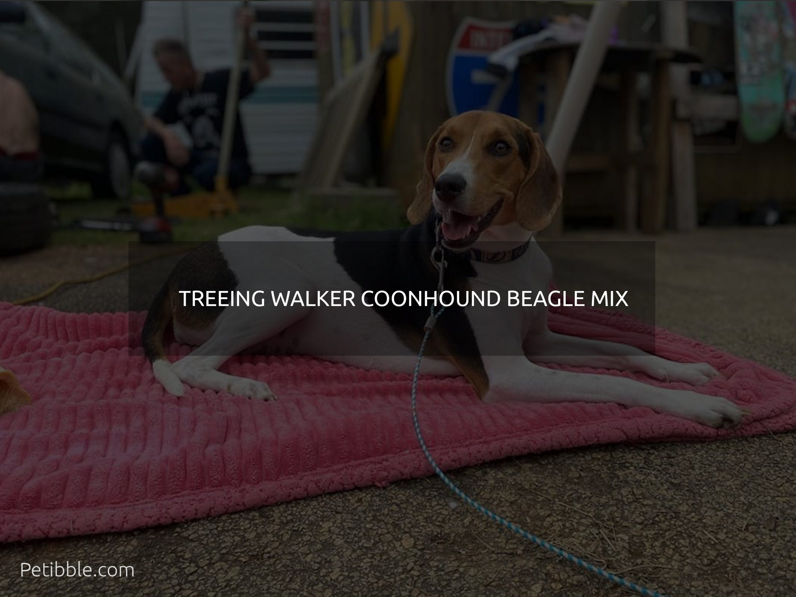 treeing walker coonhound beagle mix