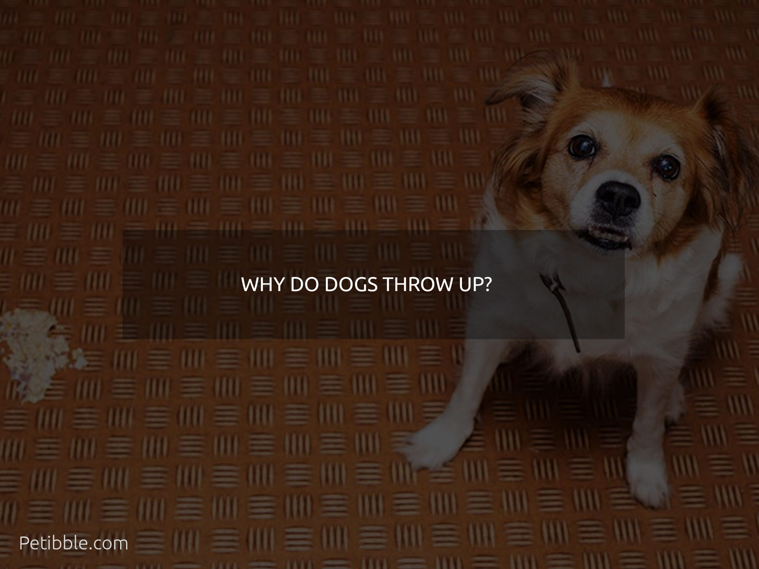 why do dogs throw up