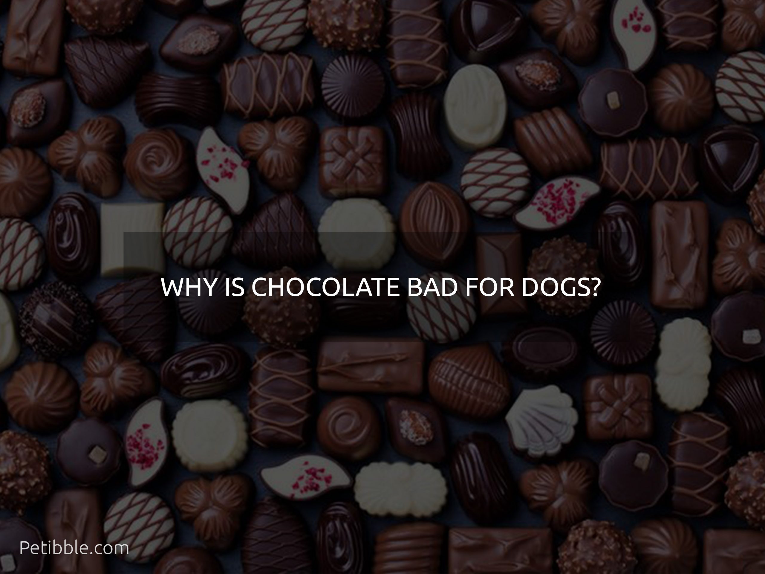 why is chocolate bad for dogs?