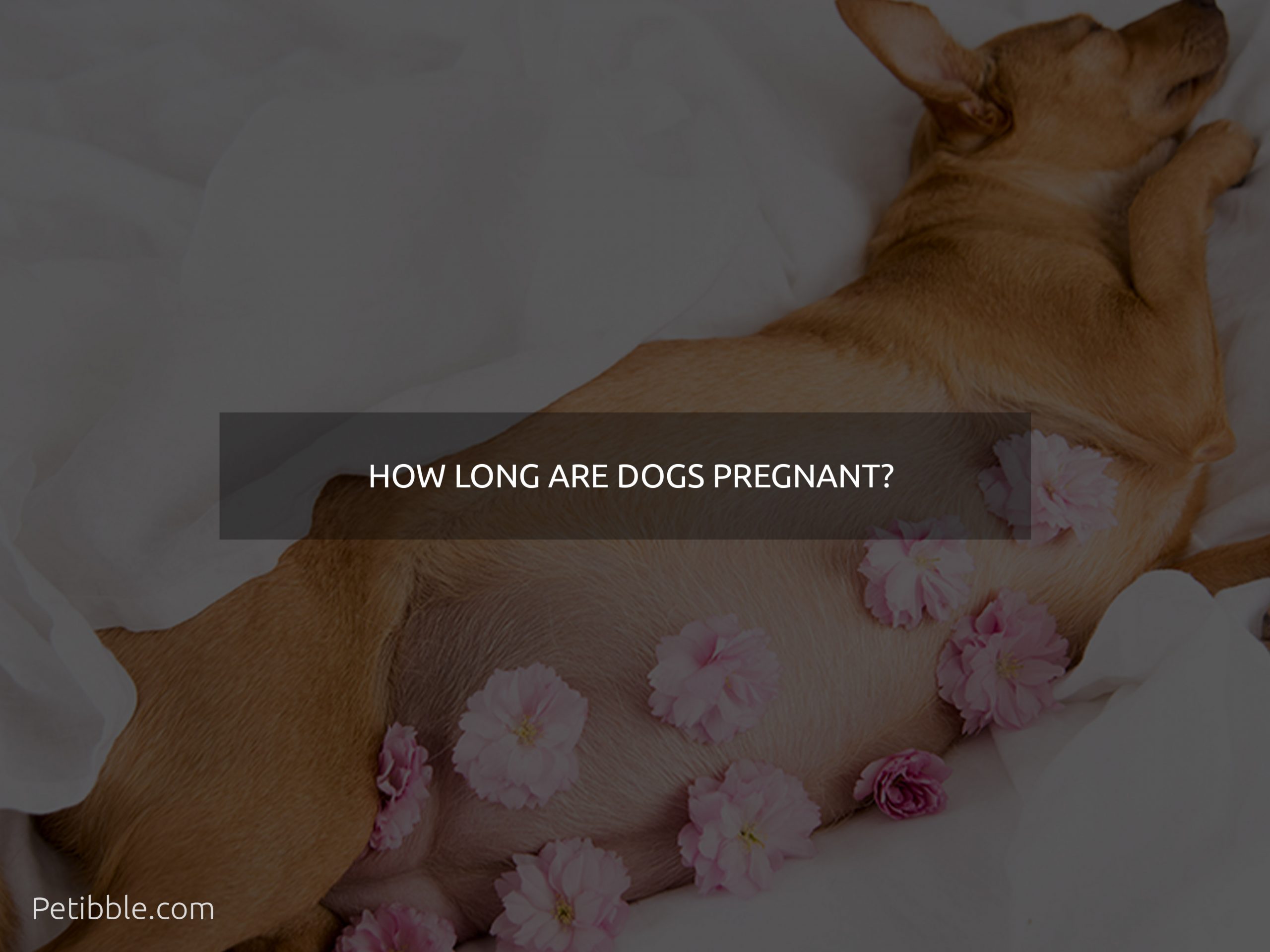 how long are dogs pregnant