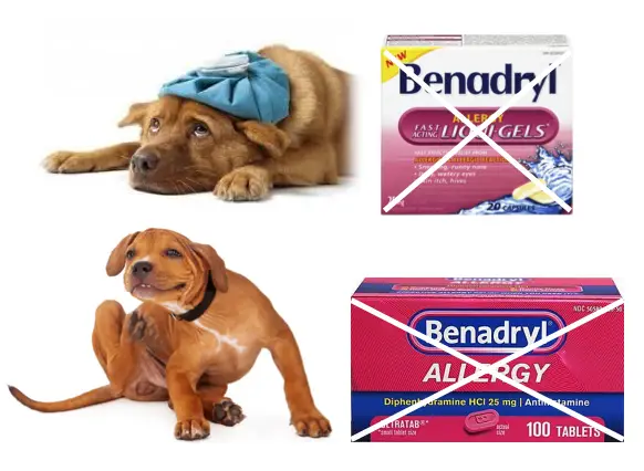how much benadryl can I give my dog