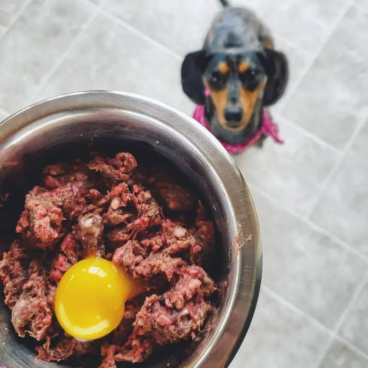 can dogs eat corned beef