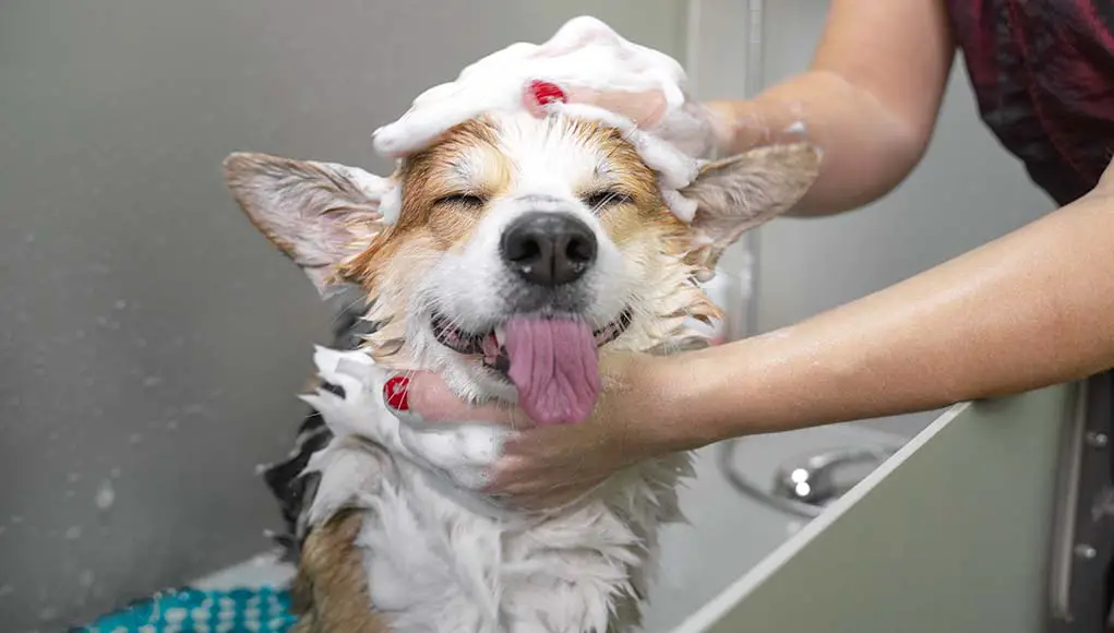i bathed my dog after using frontline