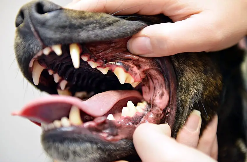 how many teeth do dogs have