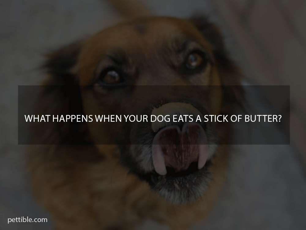 What happens when your dog eats a stick of butter?