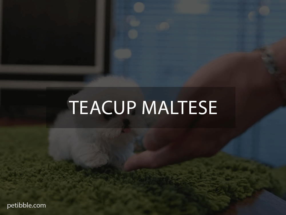 teacup maltese