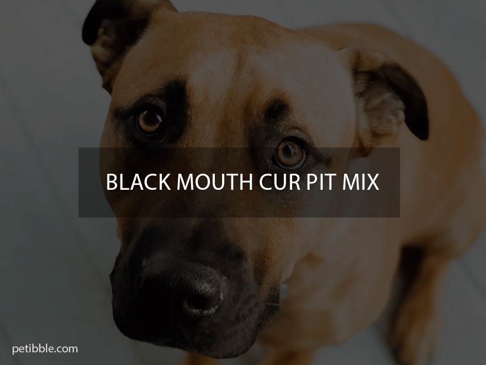 black mouth cur pit mix