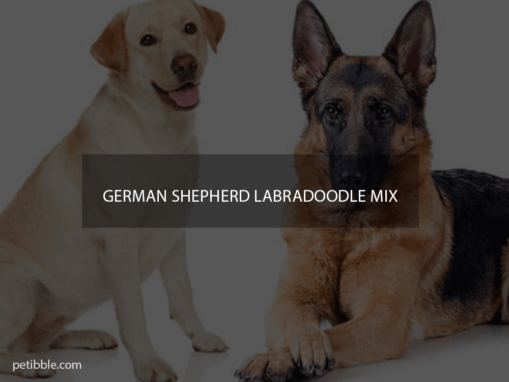 german shepherd labradoodle mix