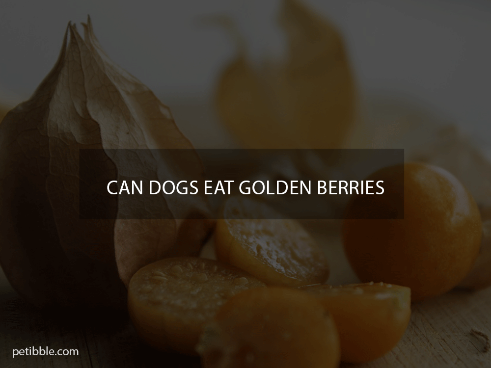 can dogs eat golden berries