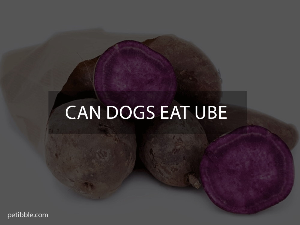 can dogs eat ube