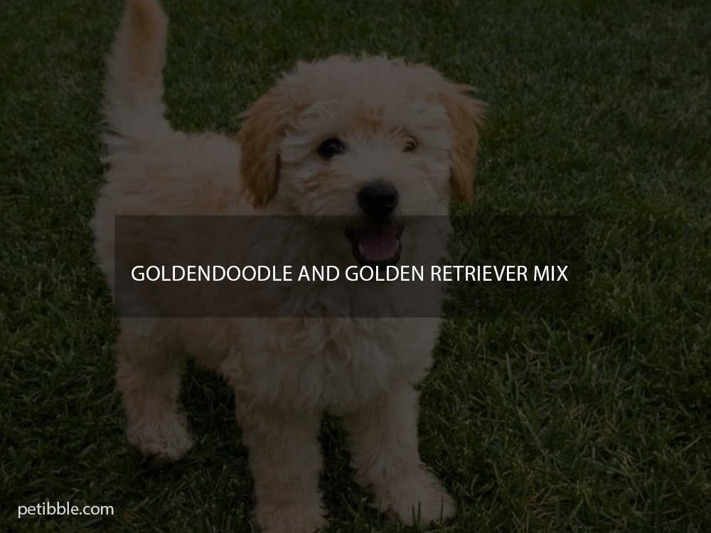 goldendoodle and golden retriever mix