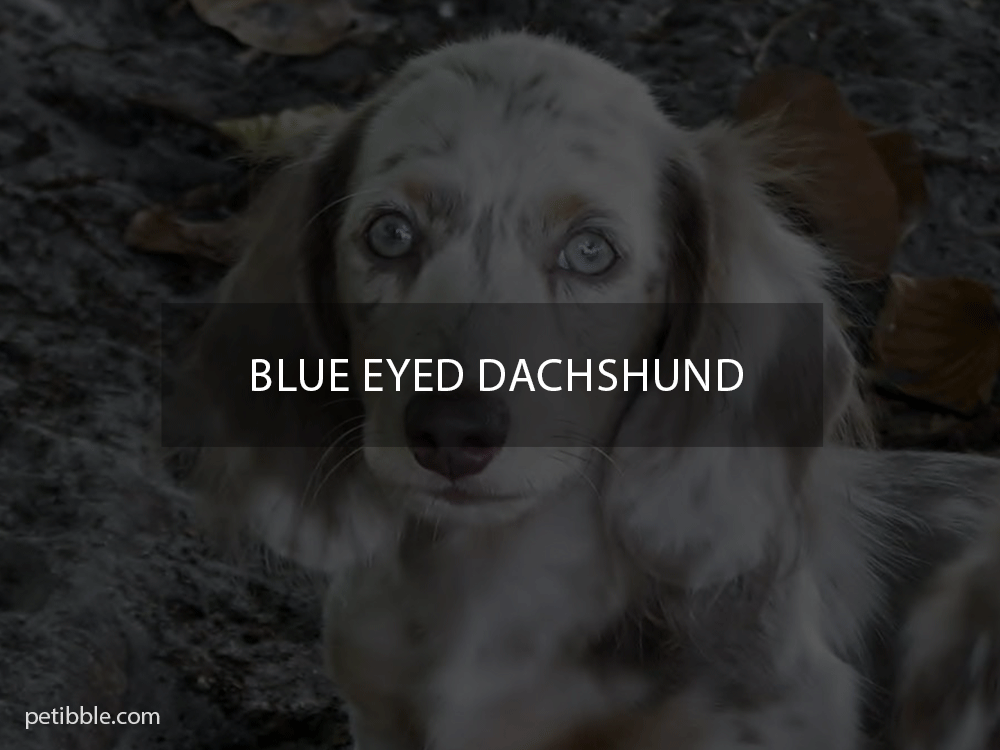 blue eyed dachshund