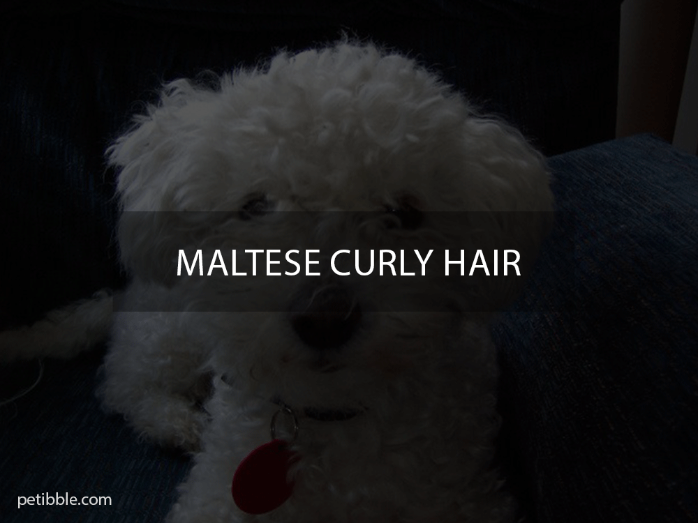 maltese curly hair