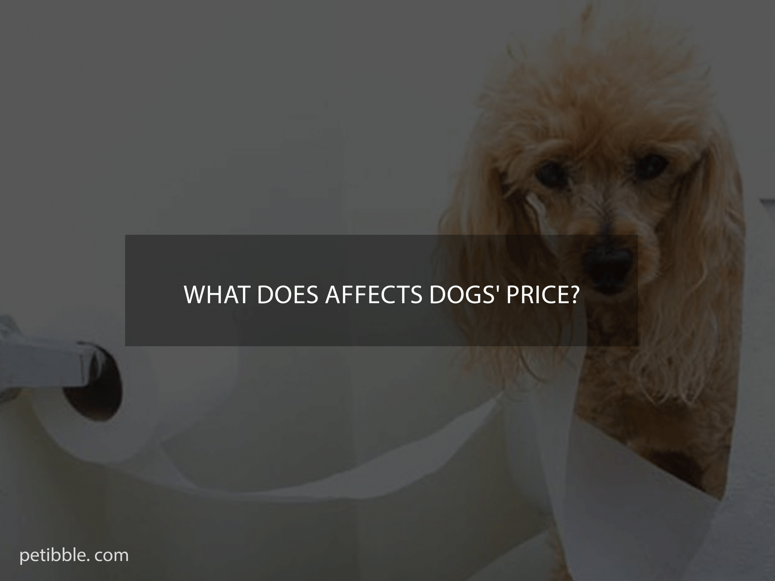 what affects the price of dogs?