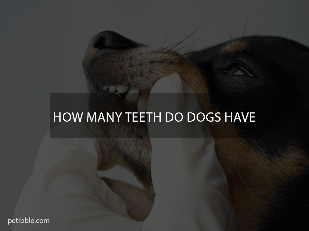 how many teeth do dogs have