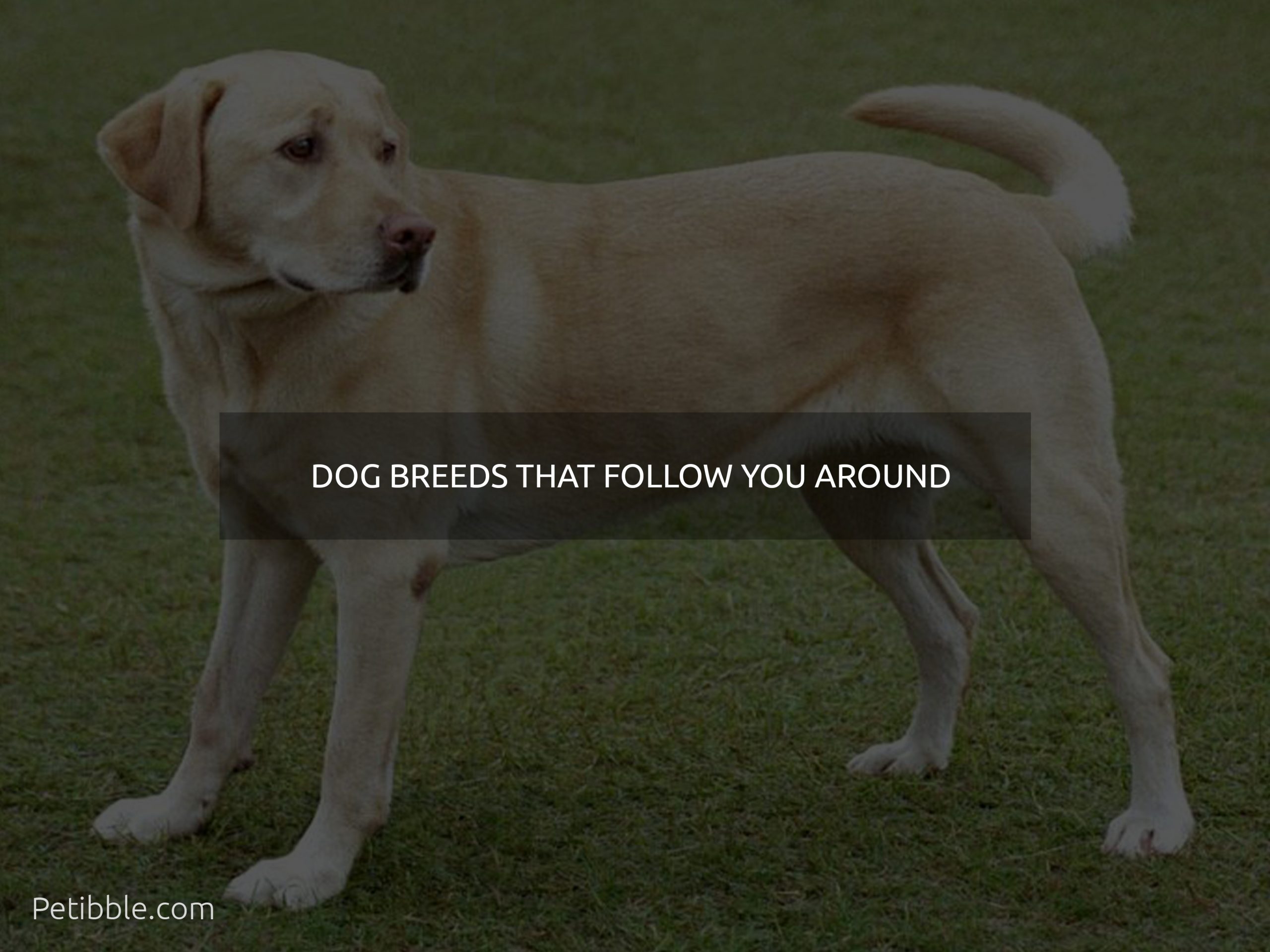 dog breeds that follow you around