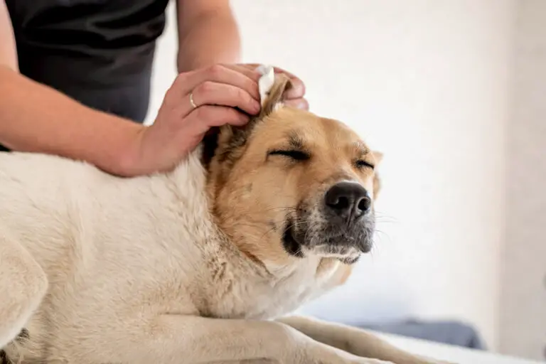 how to clean dog ears