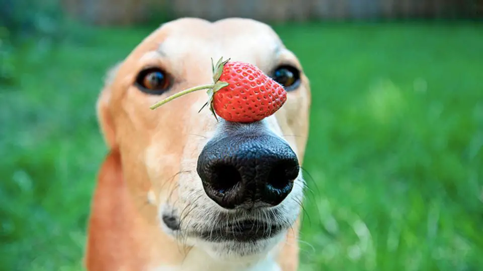 What fruits can dogs eat?
