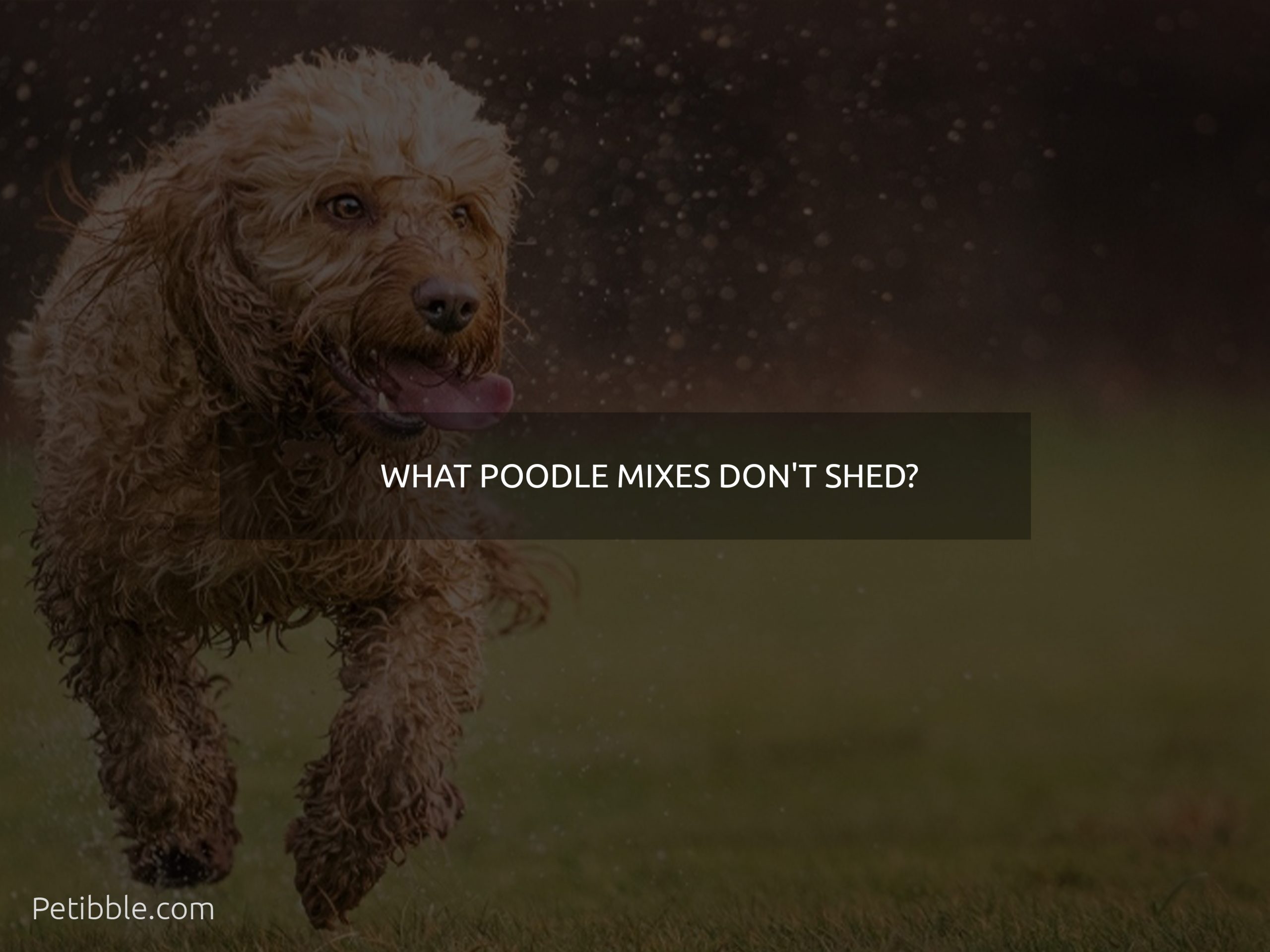 what poodle mixes don't shed?