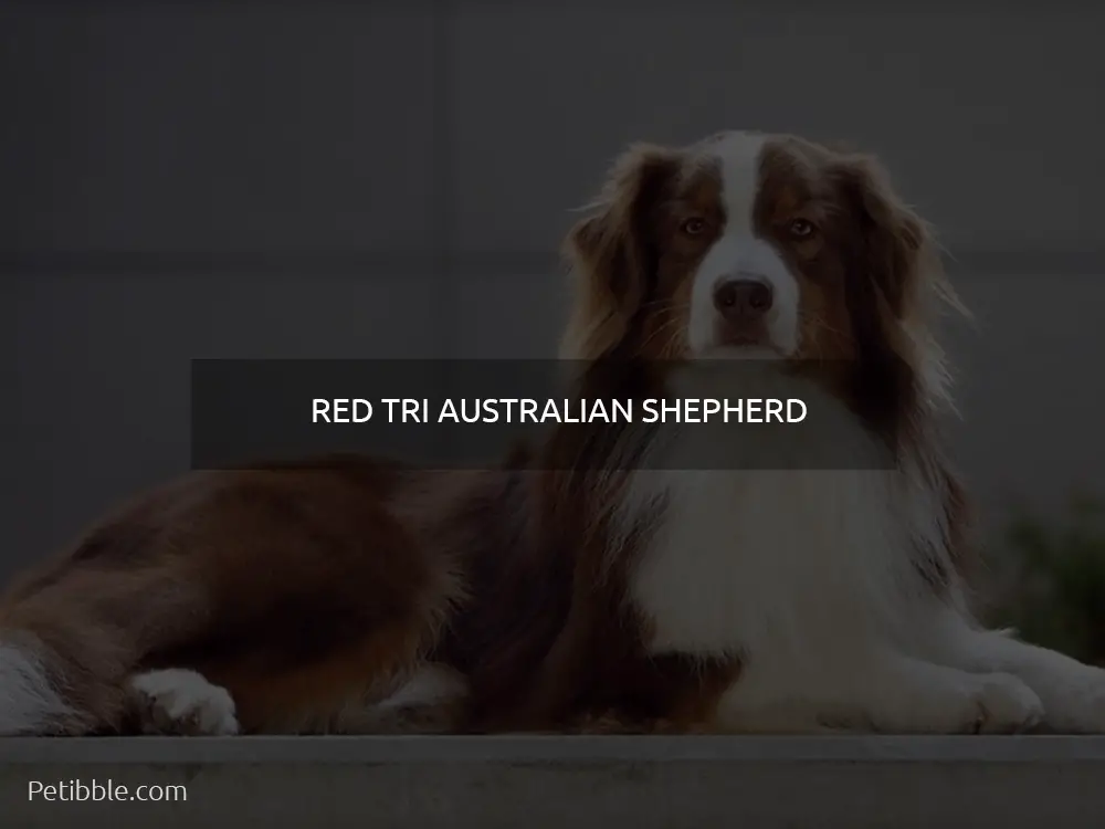 Red Tri Australian shepherd 