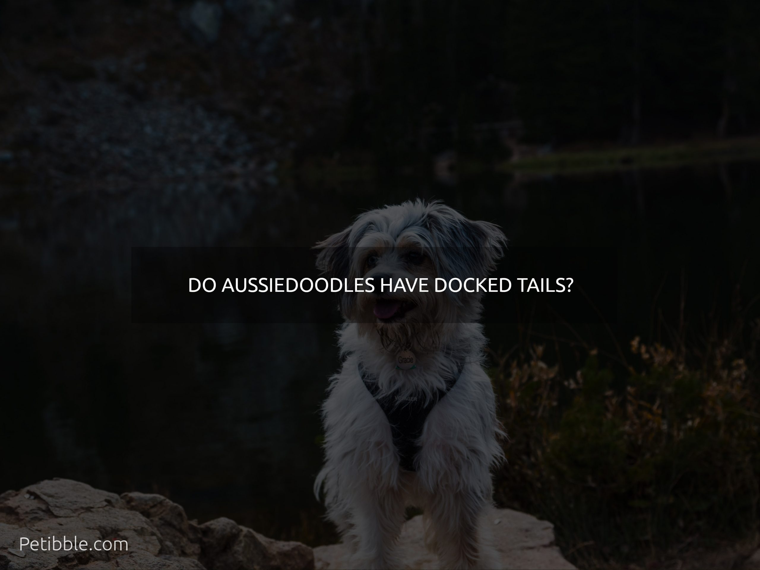 Do Aussiedoodles have docked tails?