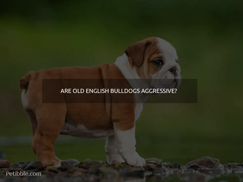 Are Old English Bulldogs aggressive?