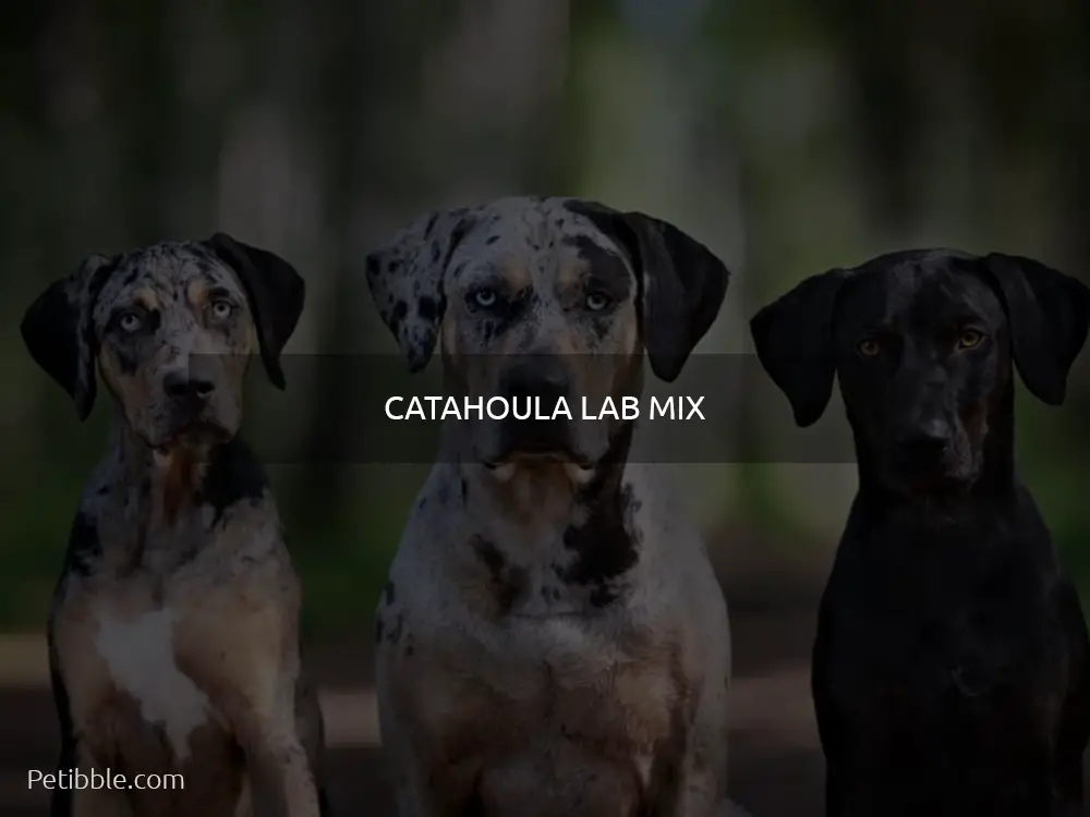 Catahoula Lab mix