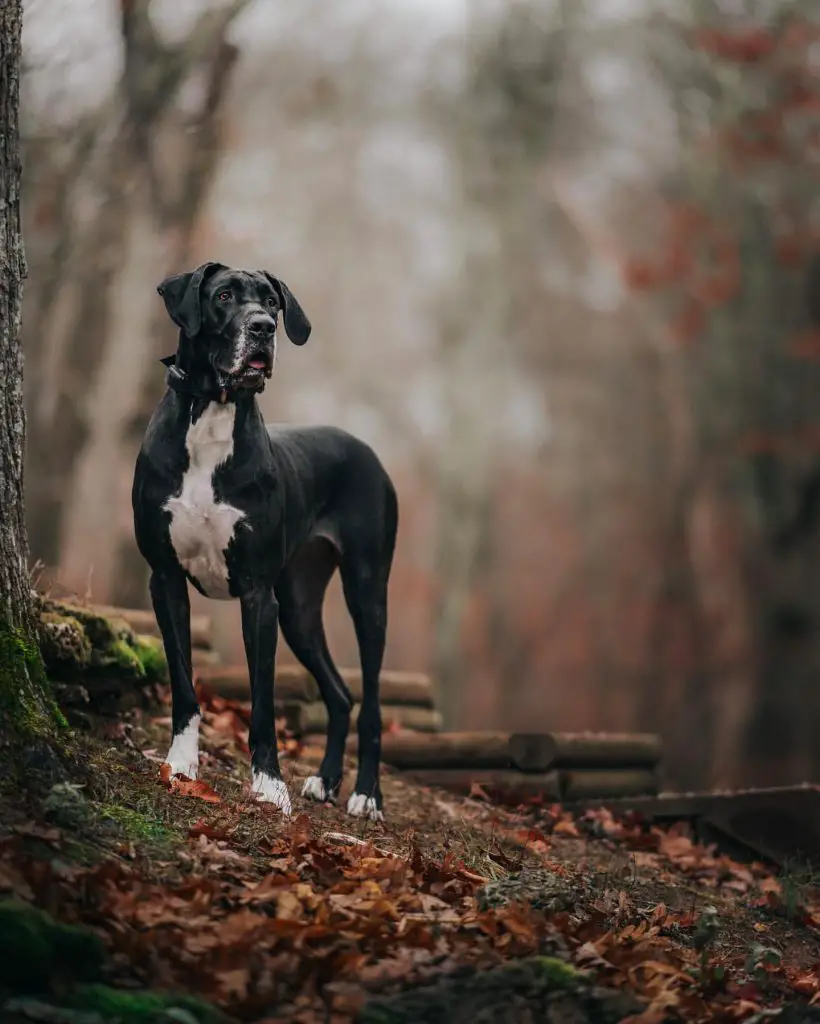 How long do Great Danes live?