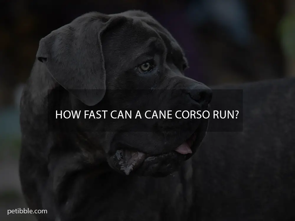 How fast can a Cane Corso run?