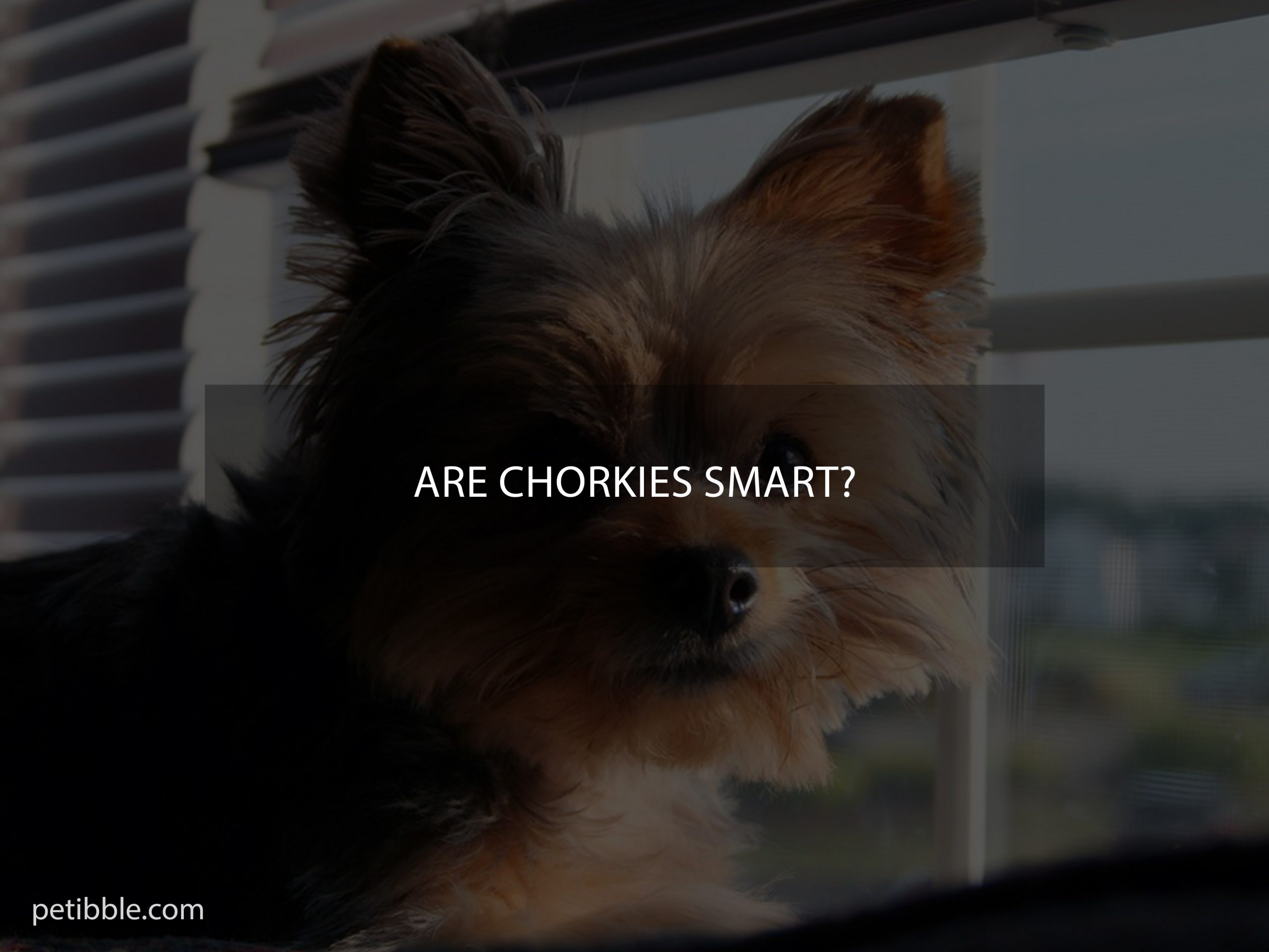  Are Chorkies smart?