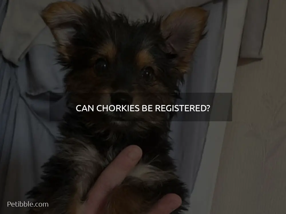 Can Chorkies be registered?