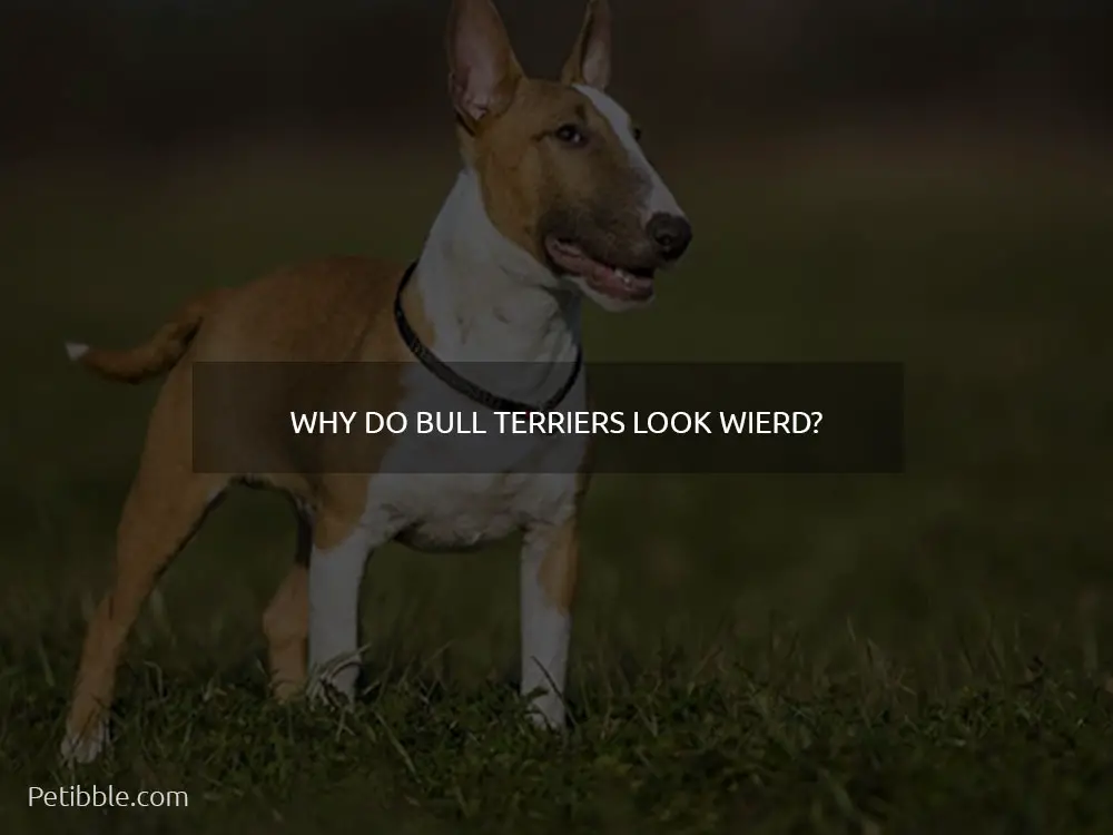 Why do Bull Terriers look wierd?