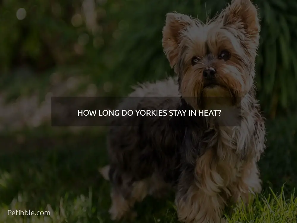 How long do Yorkies stay in heat?