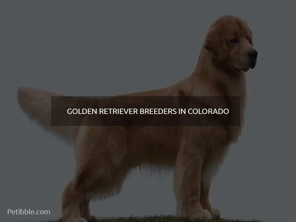 Golden Retriever breeders in Colorado