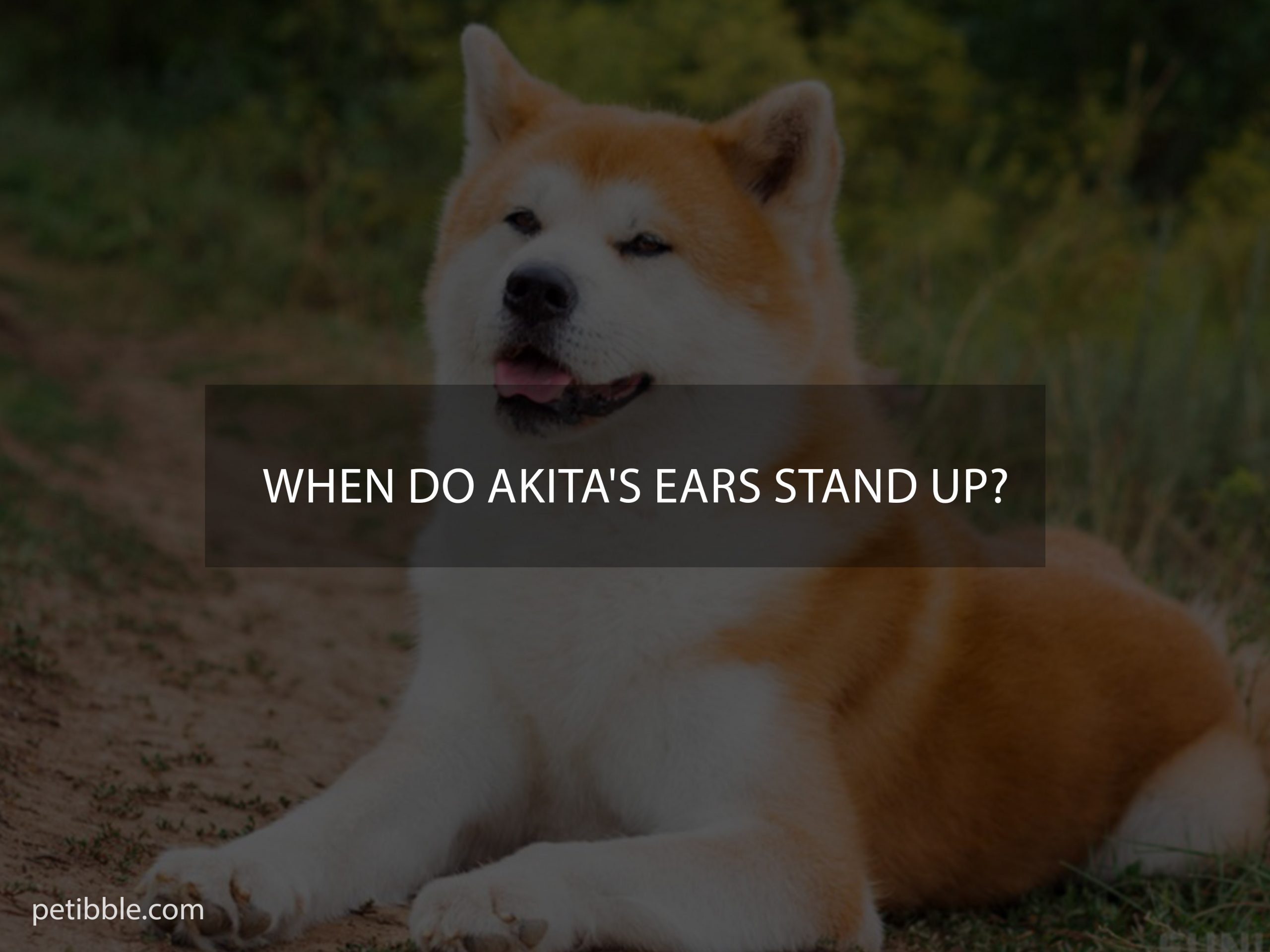 When do Akita's ears Stand up?