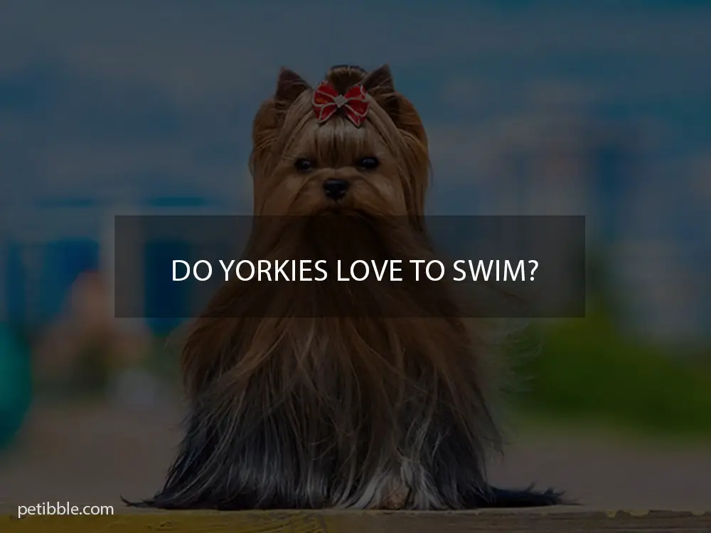 Do Yorkies love to swim?