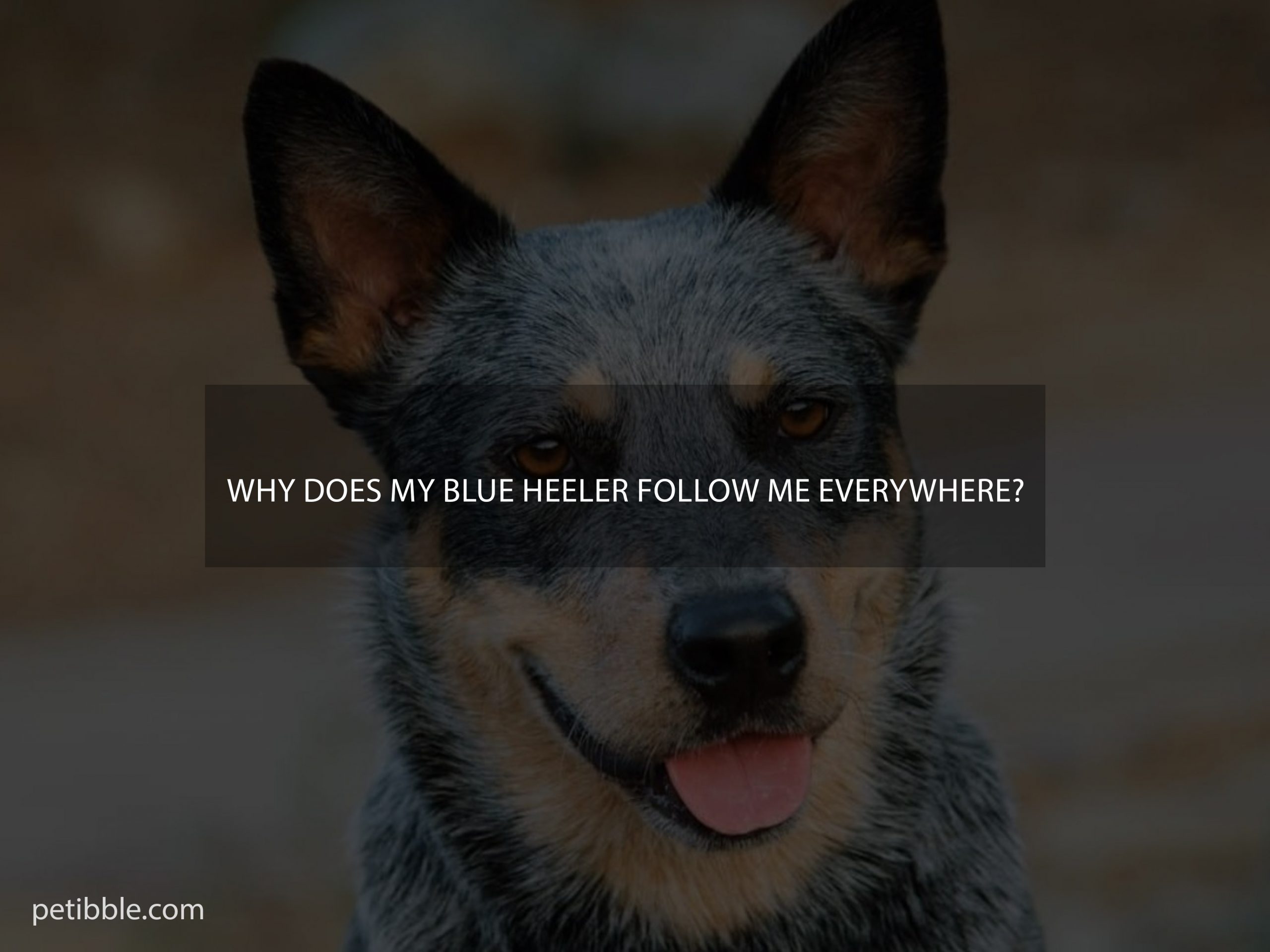 Why Does My Blue Heeler Follow Me Everywhere?