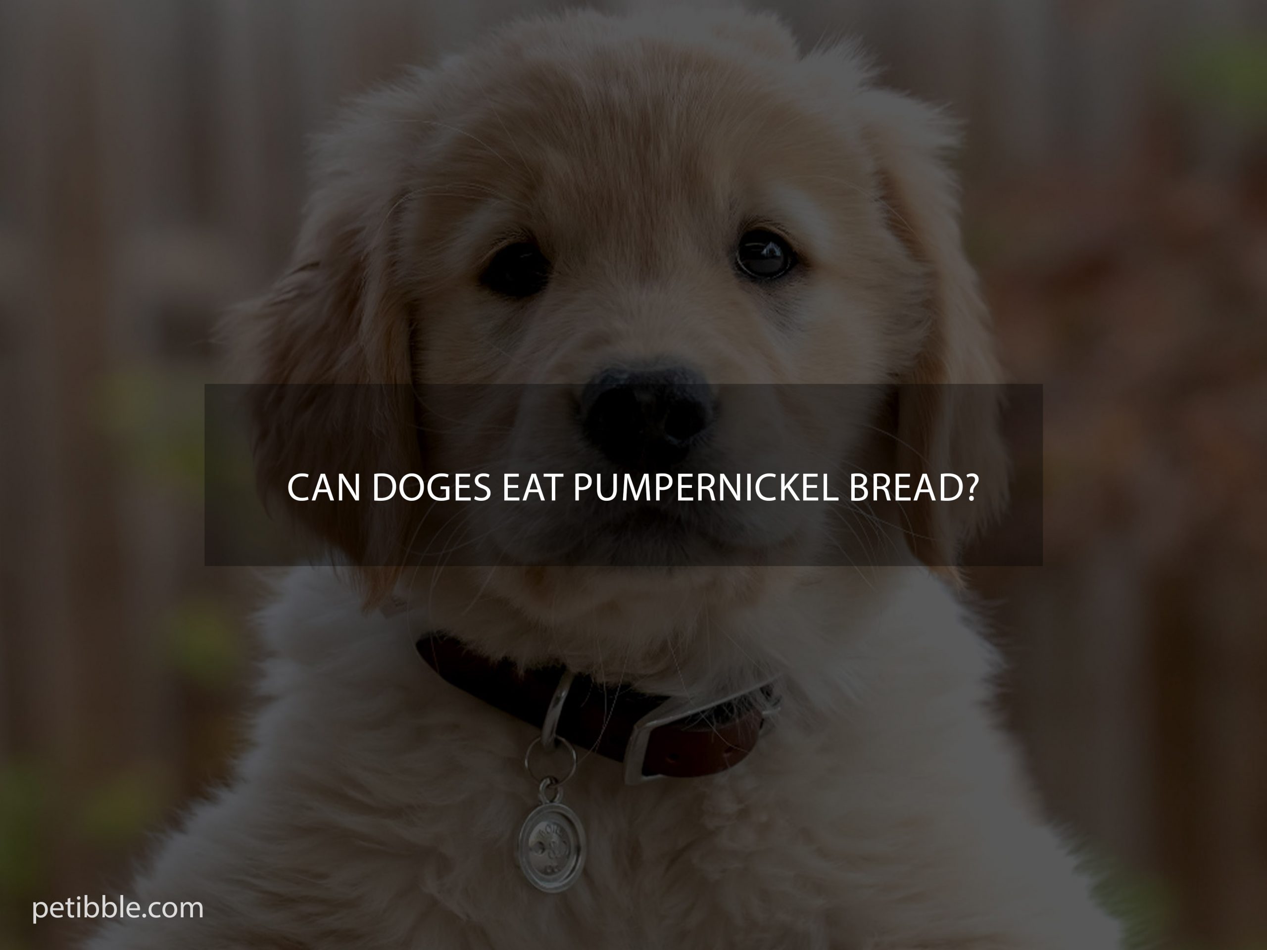 Can doges eat Pumpernickel bread?