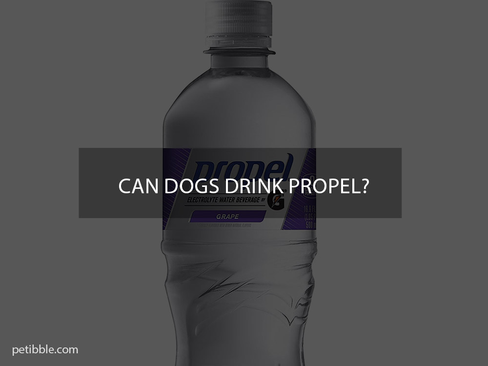 Can dogs drink propel?