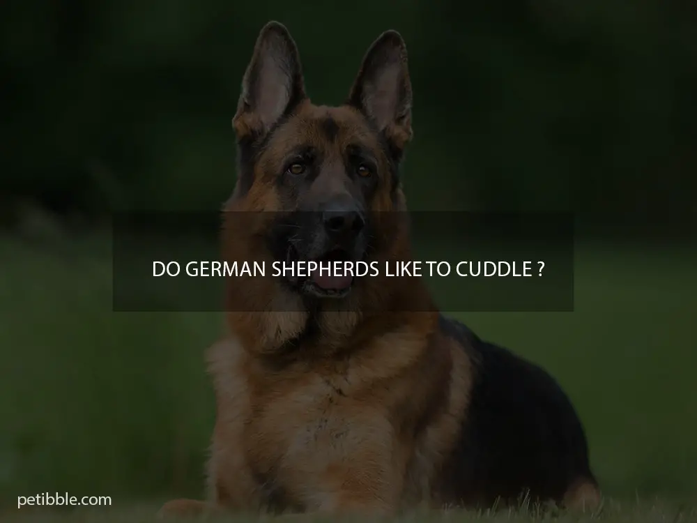 Do German Shepherds like to cuddle ?