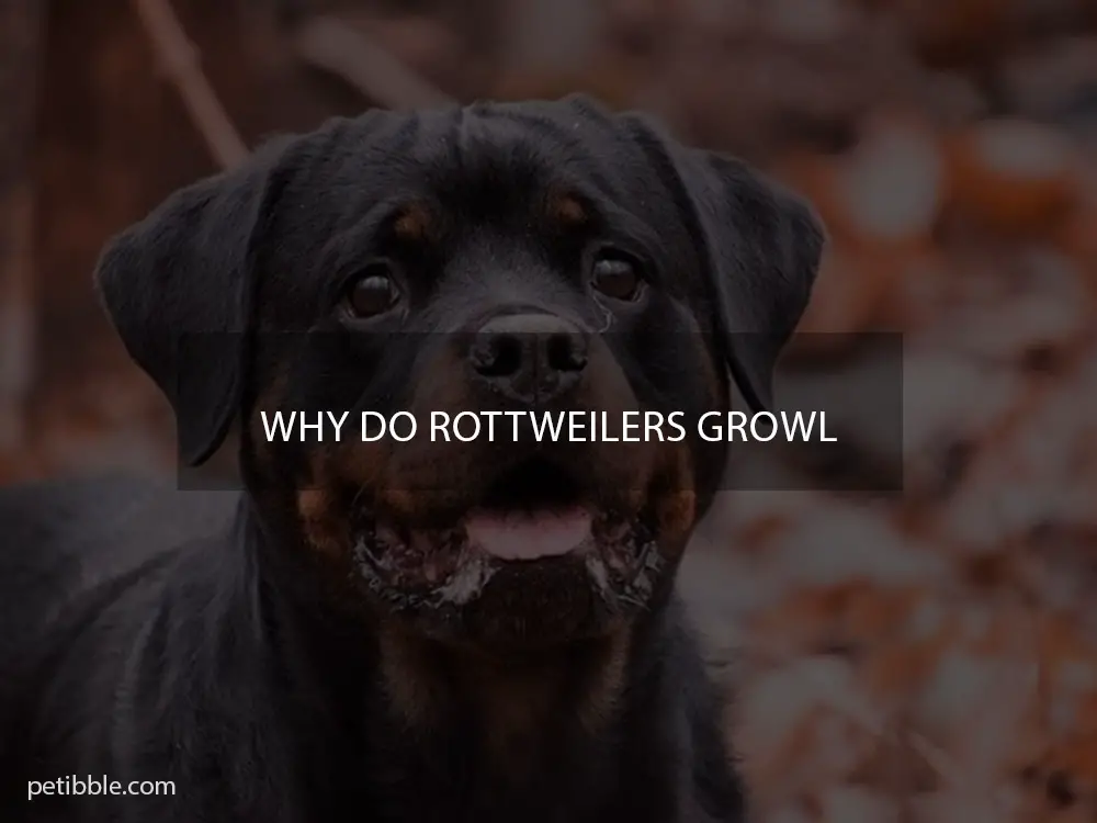 Why do Rottweilers growl