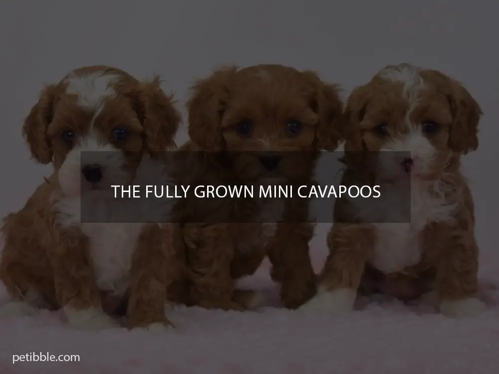 The fully grown mini Cavapoos