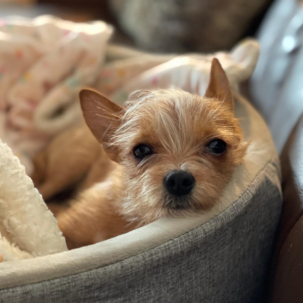 are Chorkie dogs hypoallergenic