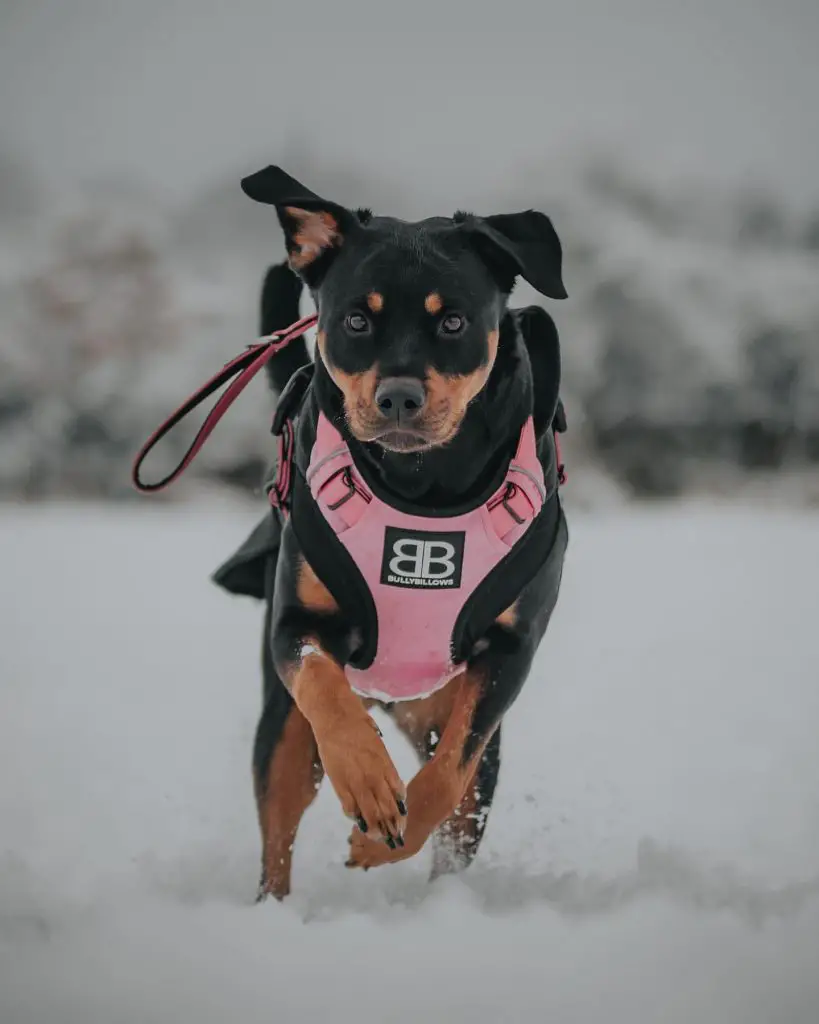 Why do Rottweilers growl?