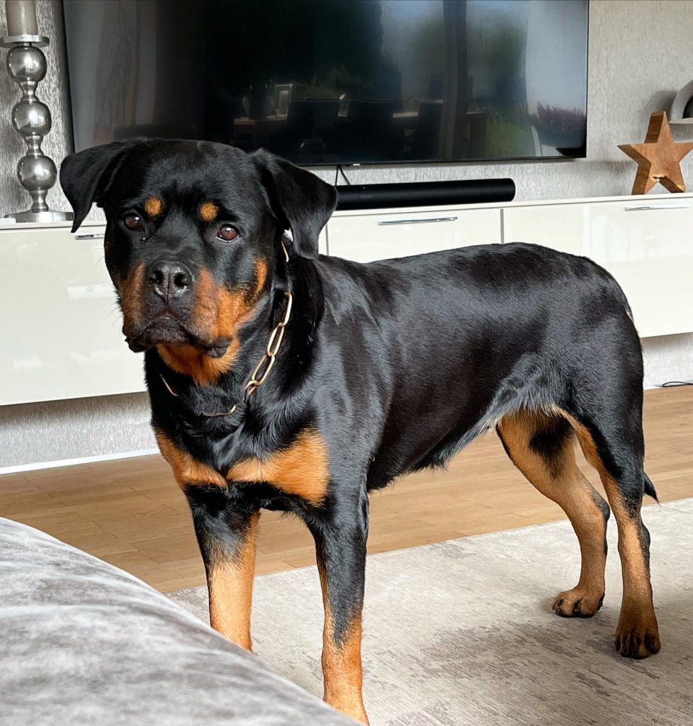 Why do Rottweilers growl?