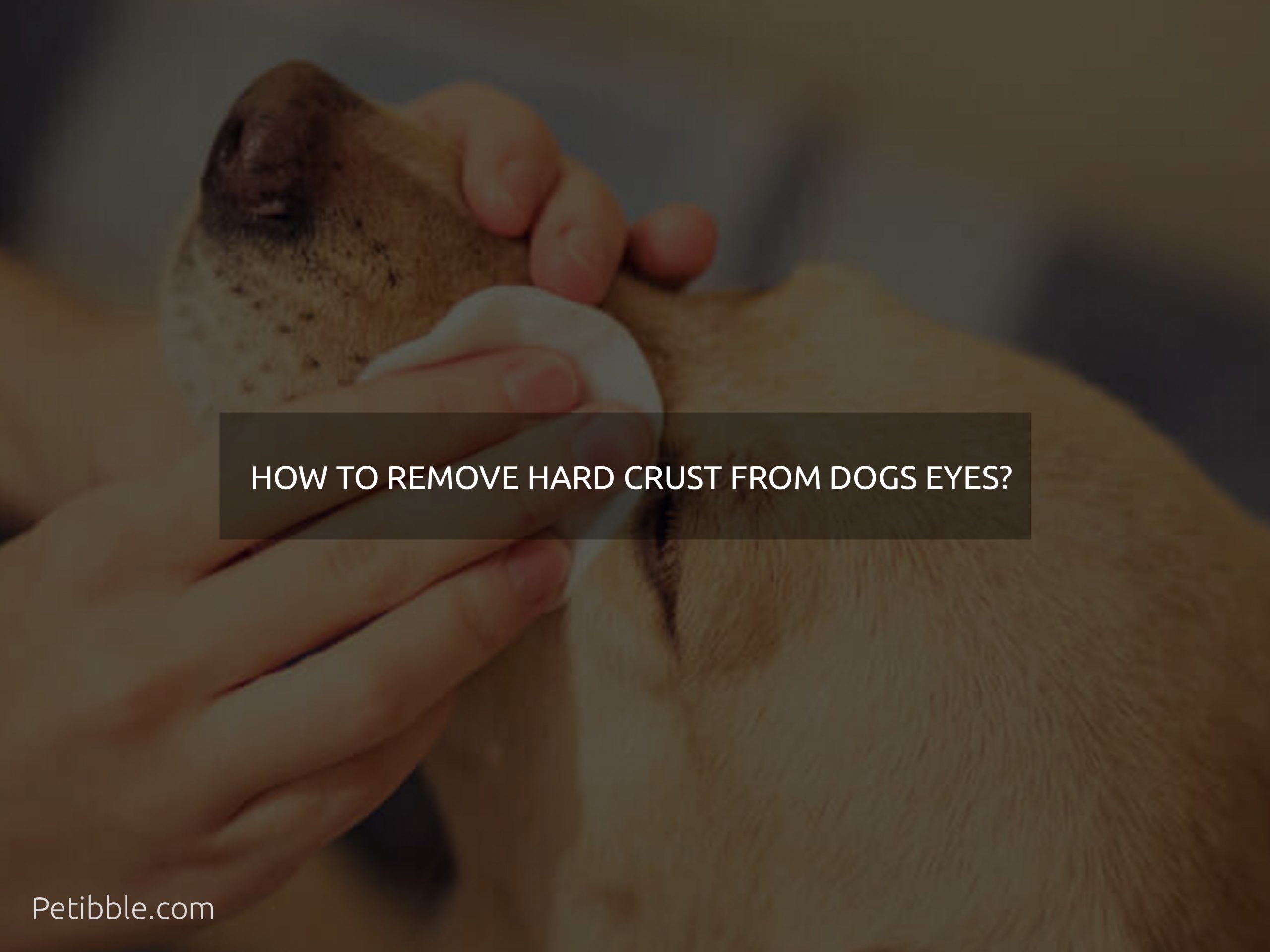  how to remove hard crust from dogs eyes
