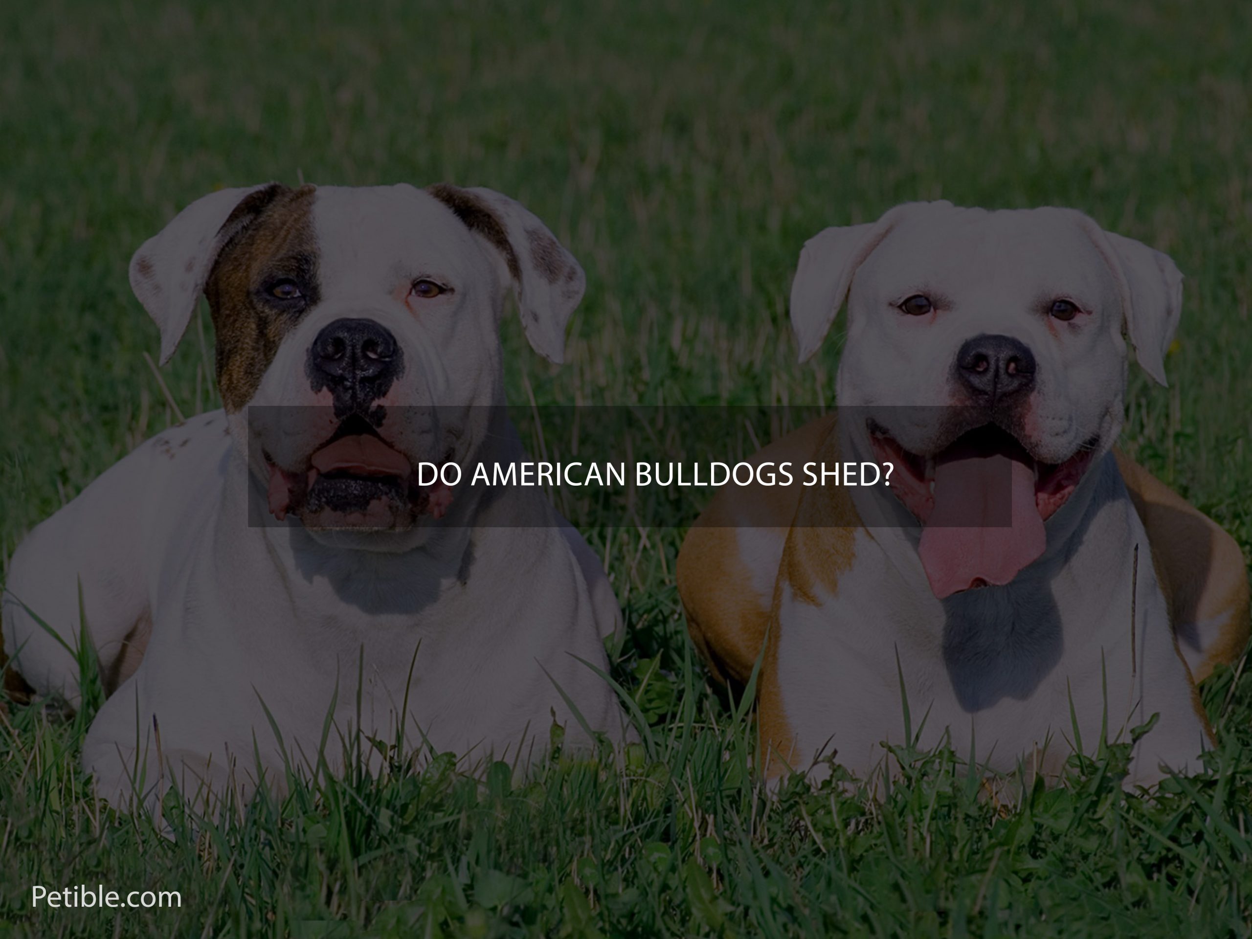 Do American Bulldogs shed?