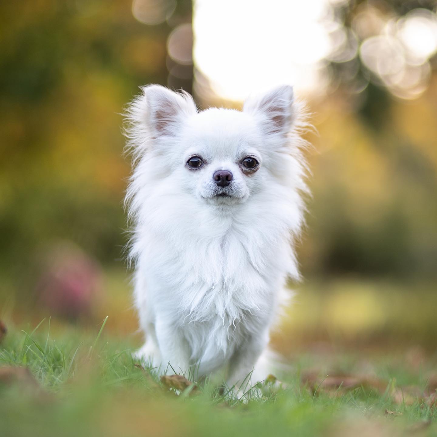 Long haired Chihuahua 
