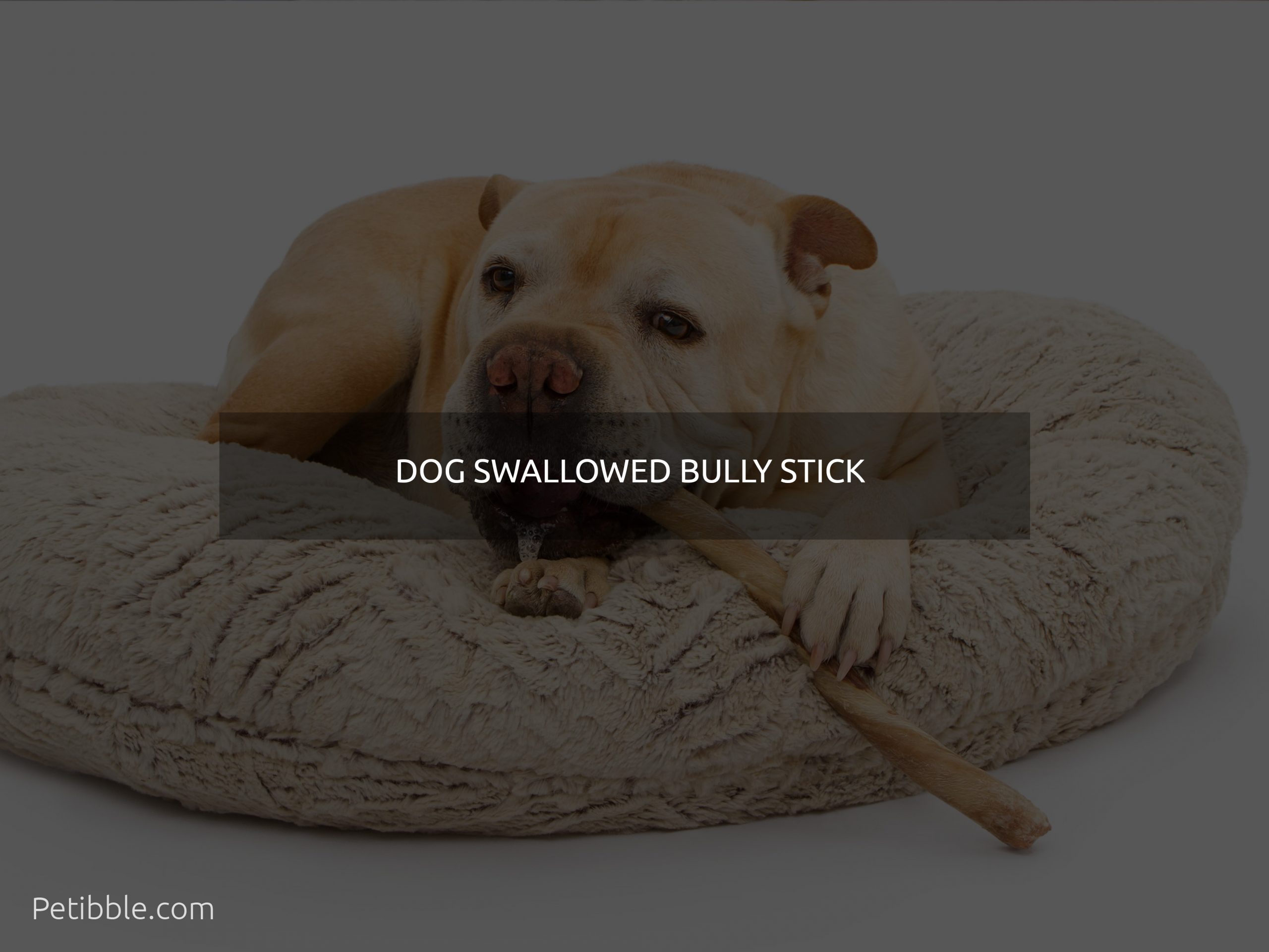 dog swallowed bully stick